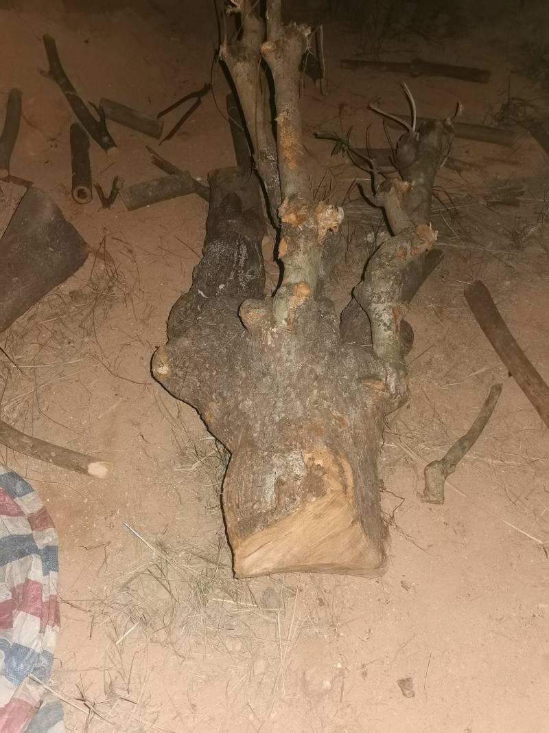 出售假苹婆树，山货地苗，各种规格大小都有，树头，直装