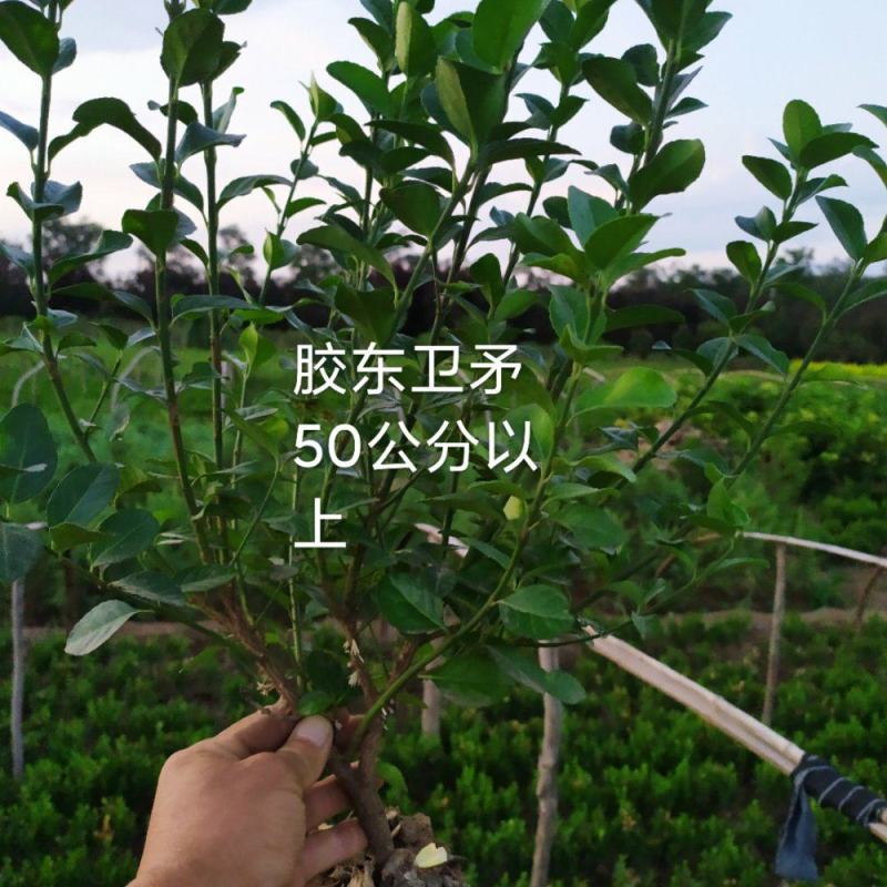 供应，胶东卫矛40-80公分，工程苗，苗好