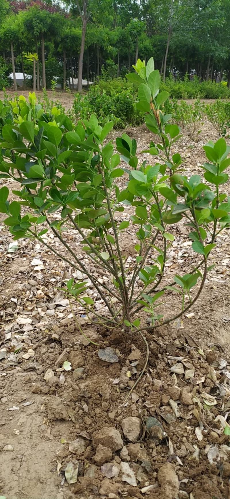 供应，胶东卫矛40-80公分，工程苗，苗好