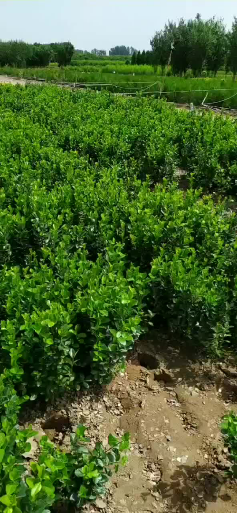 供应，胶东卫矛40-80公分，工程苗，苗好
