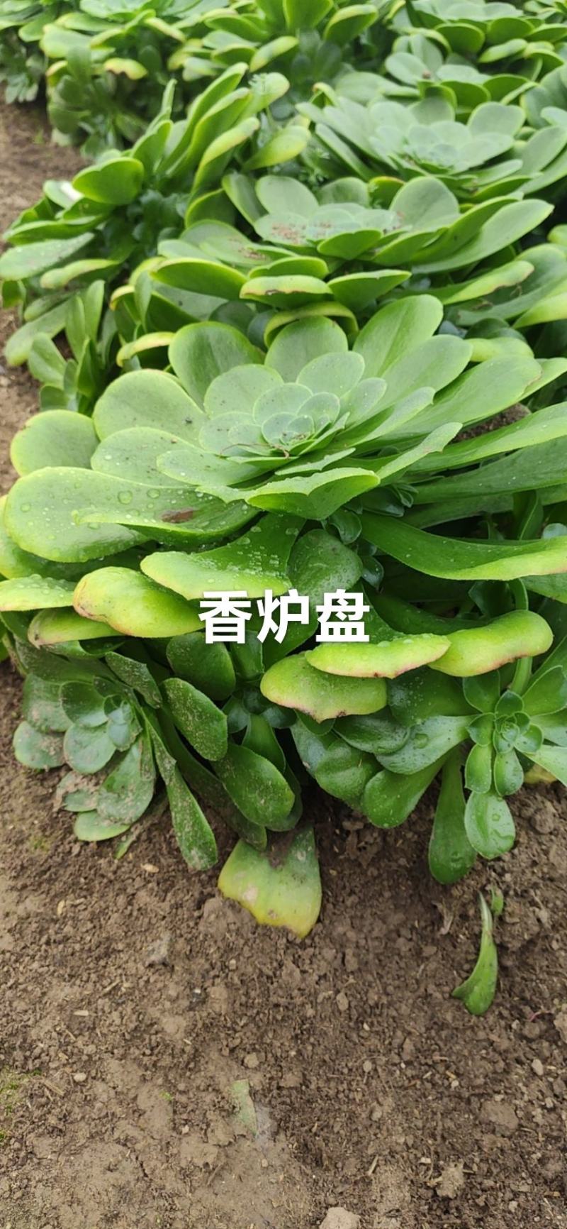 多肉法师砍头苗多种品种出售。