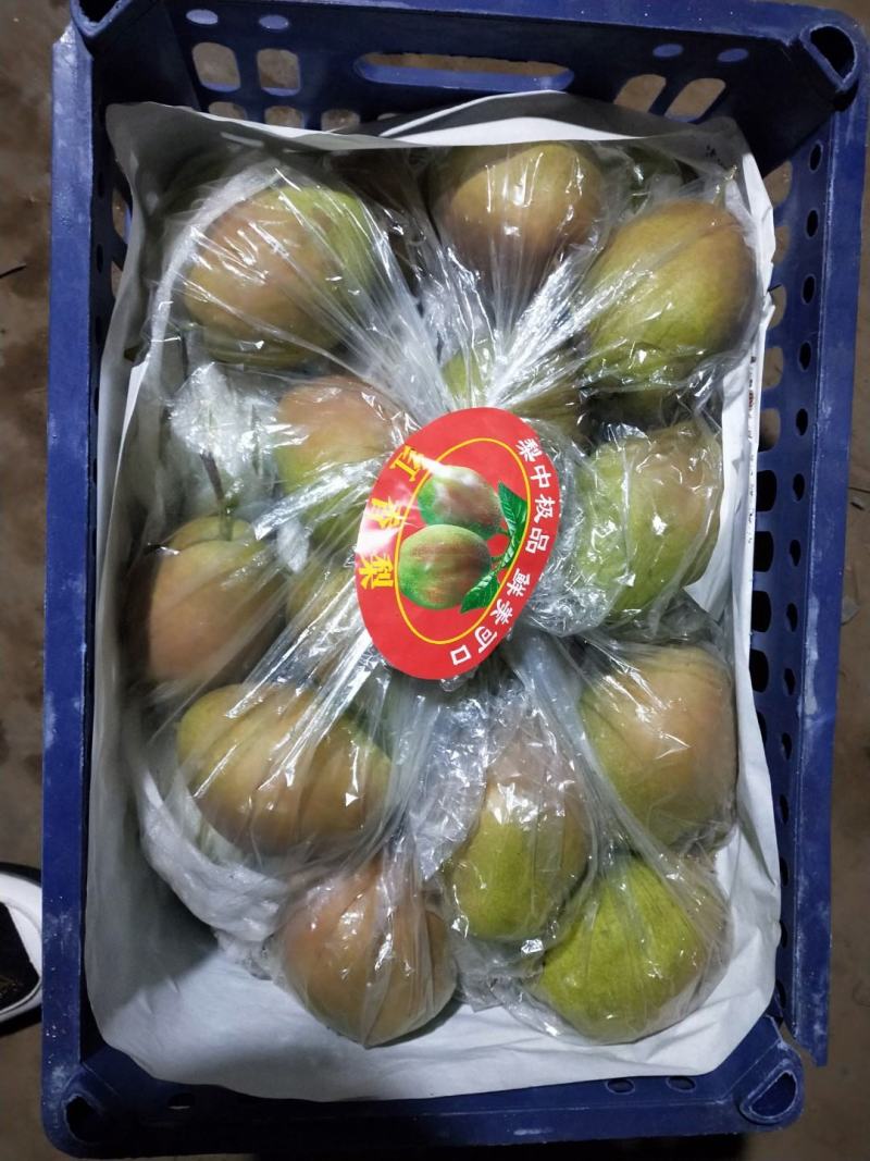 红香酥梨