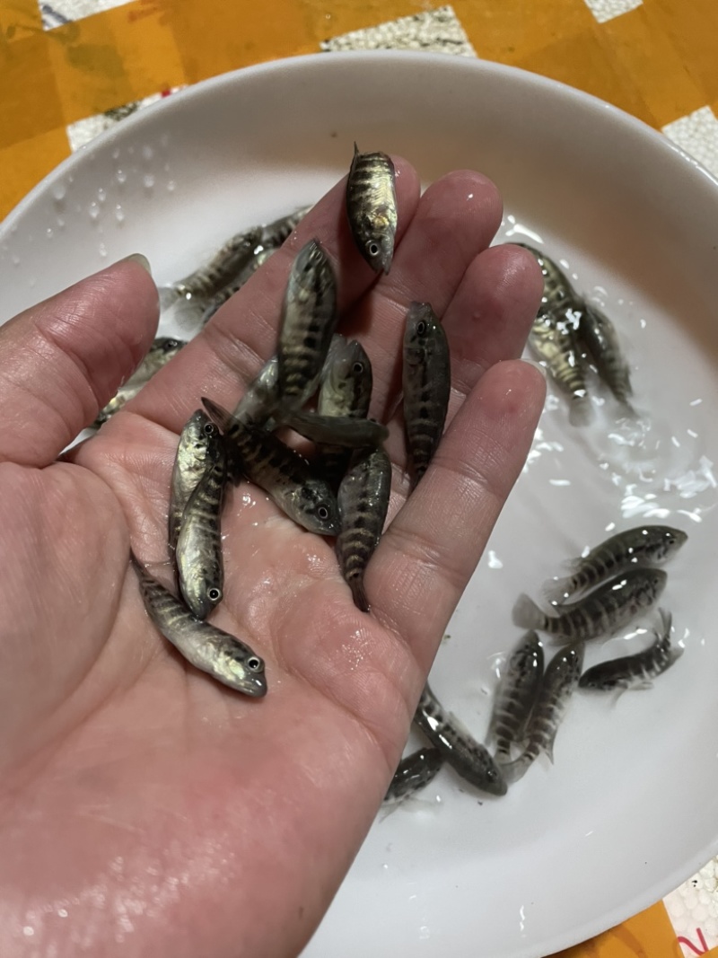 淡水石斑鱼苗虎纹斑鱼苗生长快全国发货鱼场直供