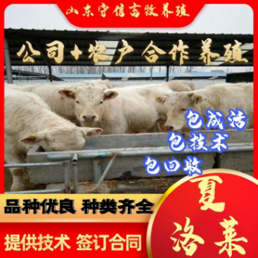 优质夏洛莱牛免费提供养殖技术买10头送2头包回收