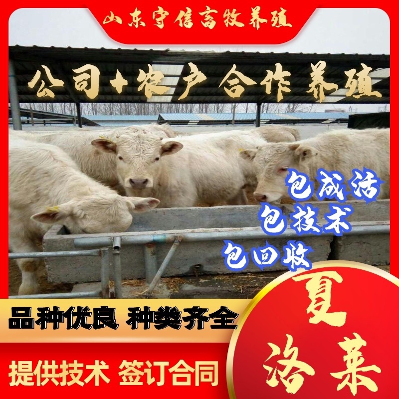 优质夏洛莱牛免费提供养殖技术买10头送2头包回收