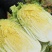 精品黄心大白菜，无病害，手工干净，专业劳务队打包量大从优