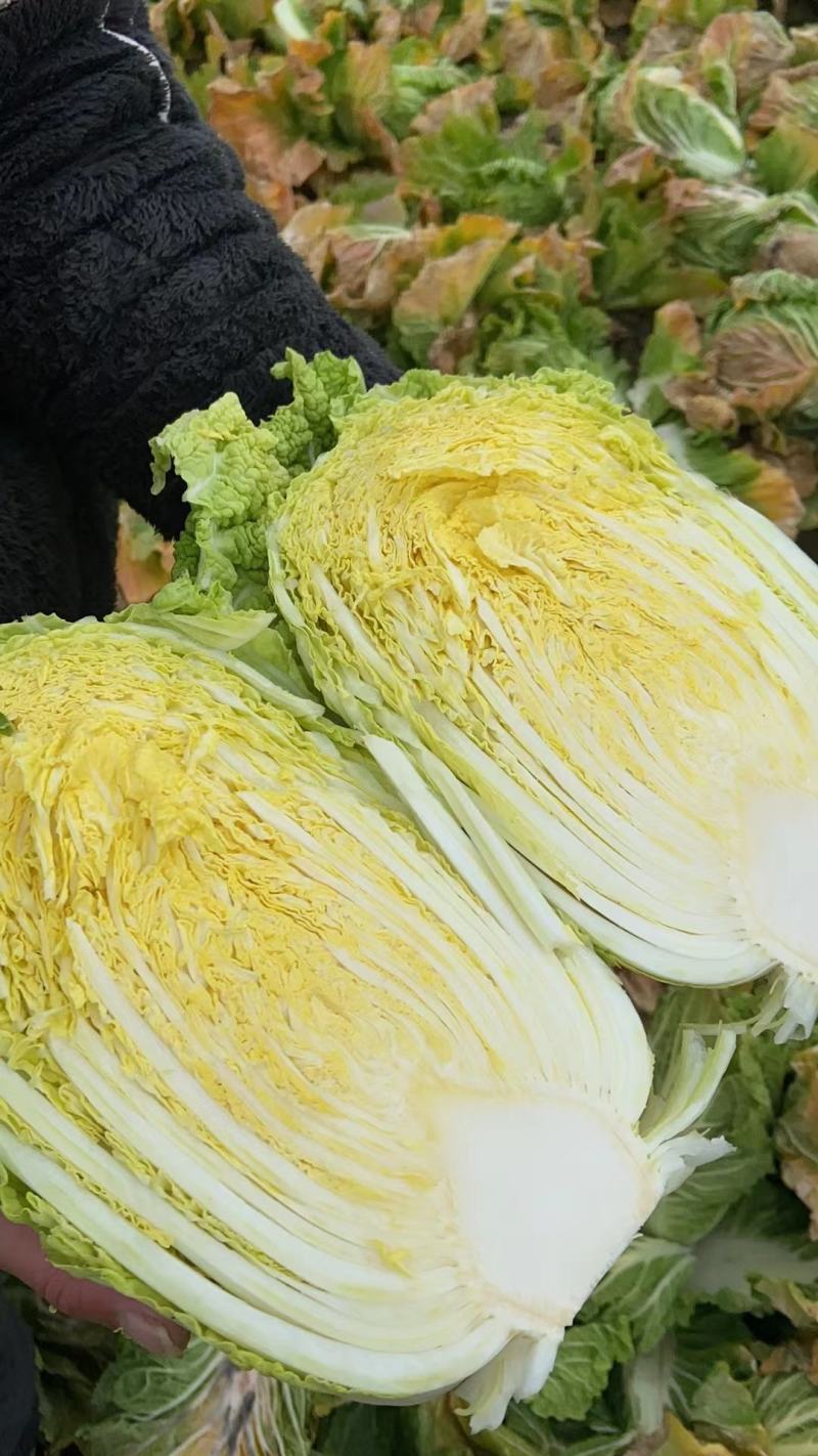 精品黄心大白菜，无病害，手工干净，专业劳务队打包量大从优