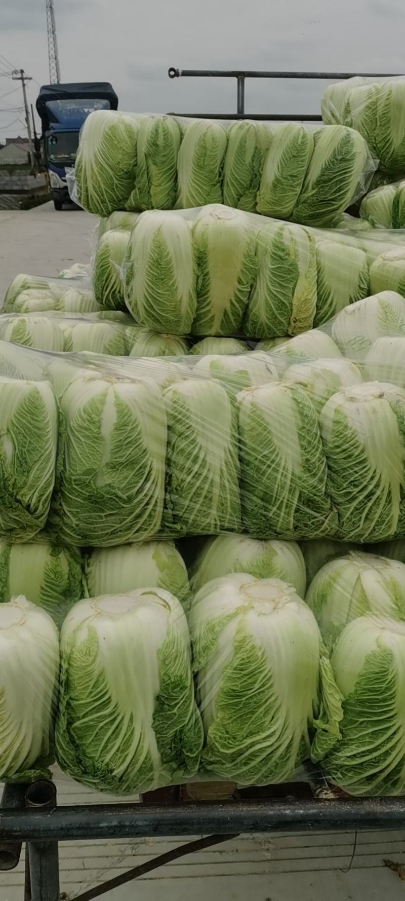精品黄心大白菜，无病害，手工干净，专业劳务队打包量大从优