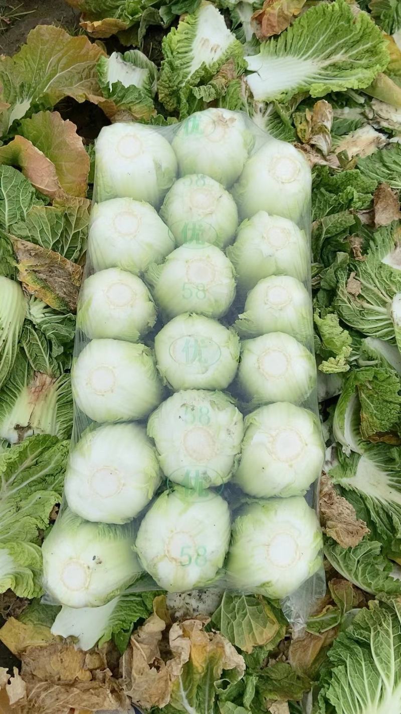 精品黄心大白菜，无病害，手工干净，专业劳务队打包量大从优