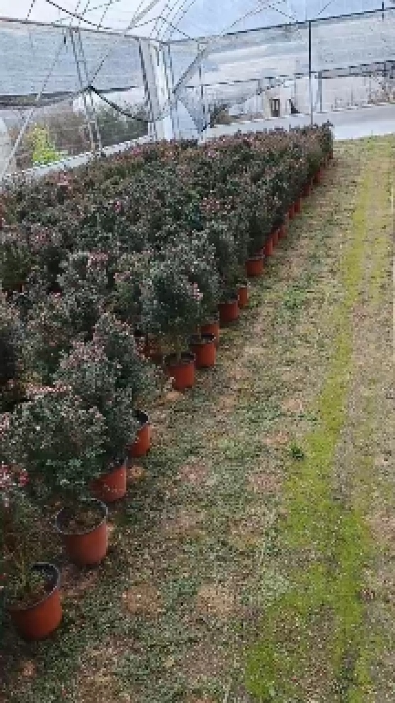 松红梅一手货源，各种规格都有，需要的老板联系，