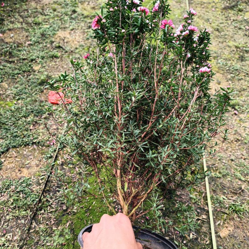 松红梅一手货源，各种规格都有，需要的老板联系，