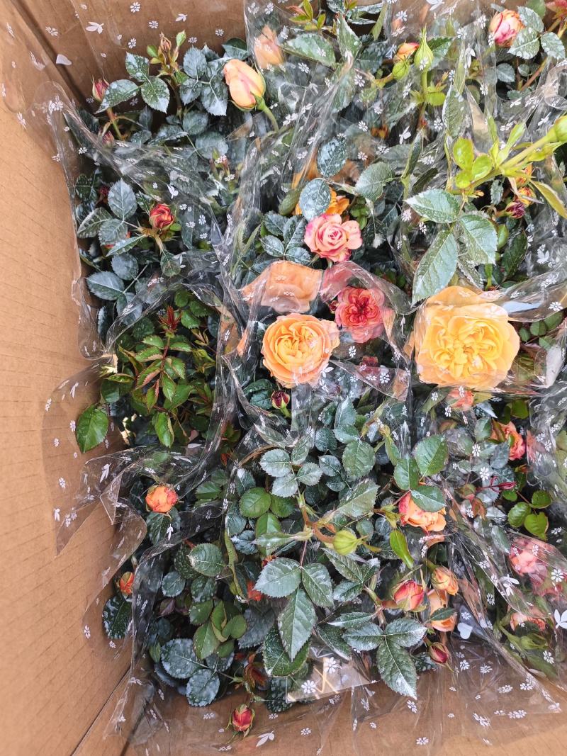 玫瑰欧月多色，一手货源，需要的联系，规格非常多