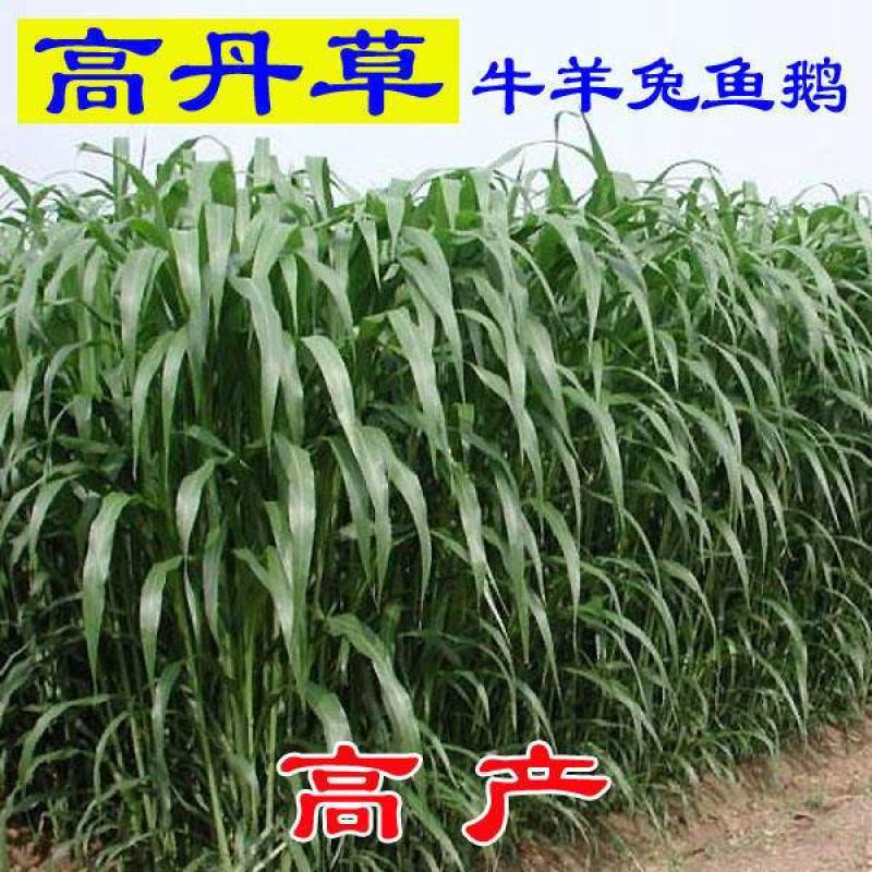 进口高丹草种籽高丹王牧草种子高产牛羊马猪鱼适口性好多年生