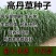 进口高丹草种籽高丹王牧草种子高产牛羊马猪鱼适口性好多年生