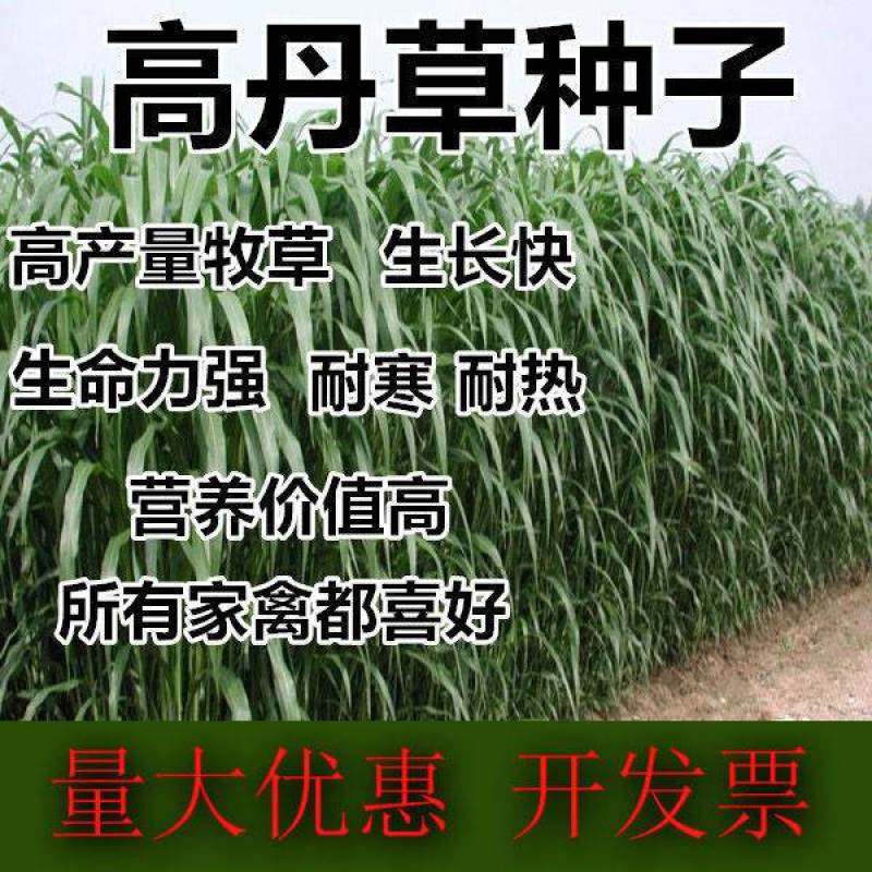 进口高丹草种籽高丹王牧草种子高产牛羊马猪鱼适口性好多年生