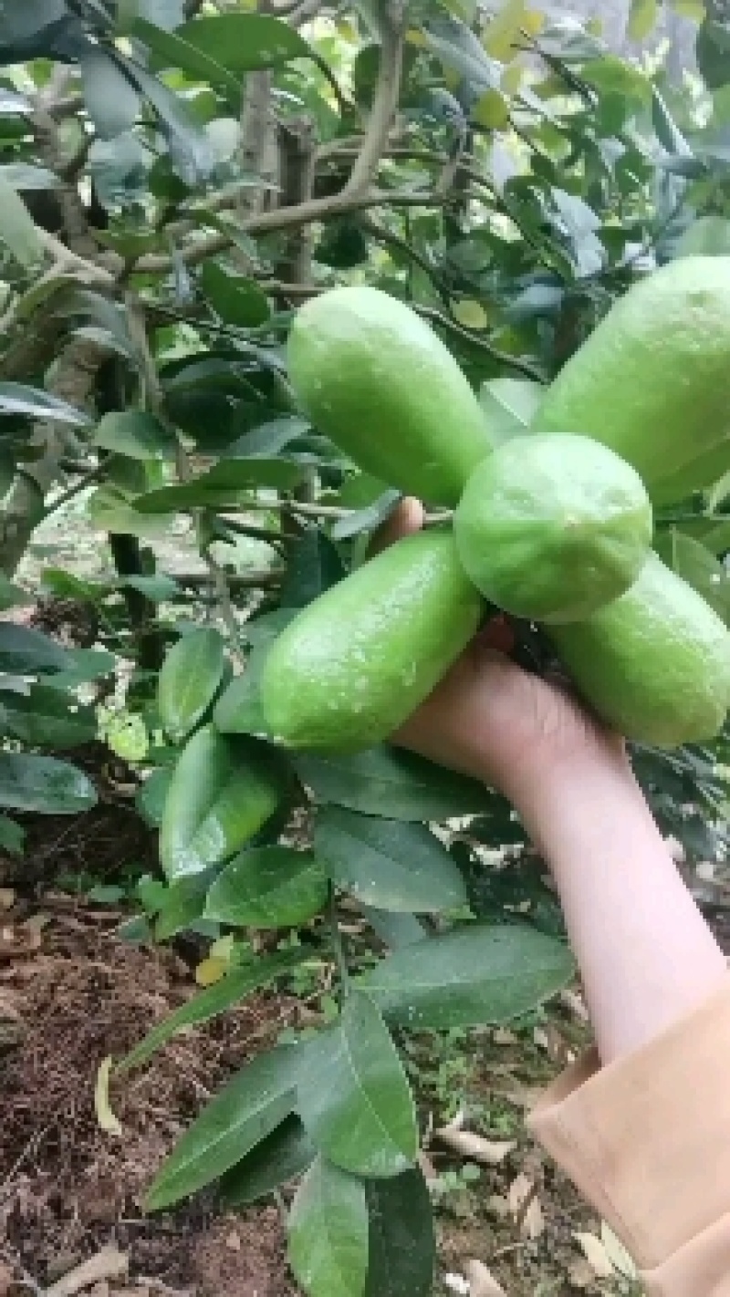 广东香水柠檬有货，有需要可以聊聊，长期可合作
