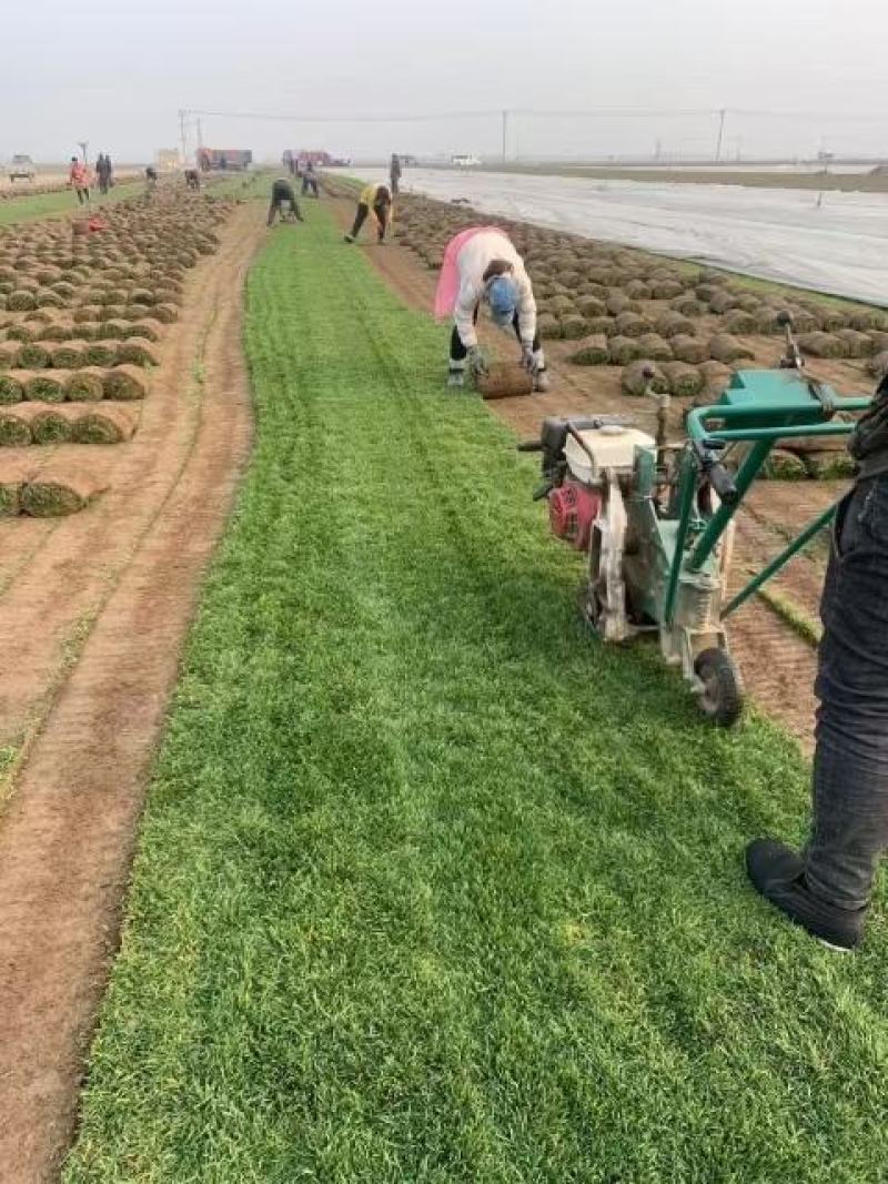 优质高羊茅草坪，早熟禾，高羊茅，草坪草，四季青，万亩基地