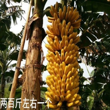 香蕉苗树苗矮化蕉皇帝蕉粉蕉红香蕉苗四季当年结果