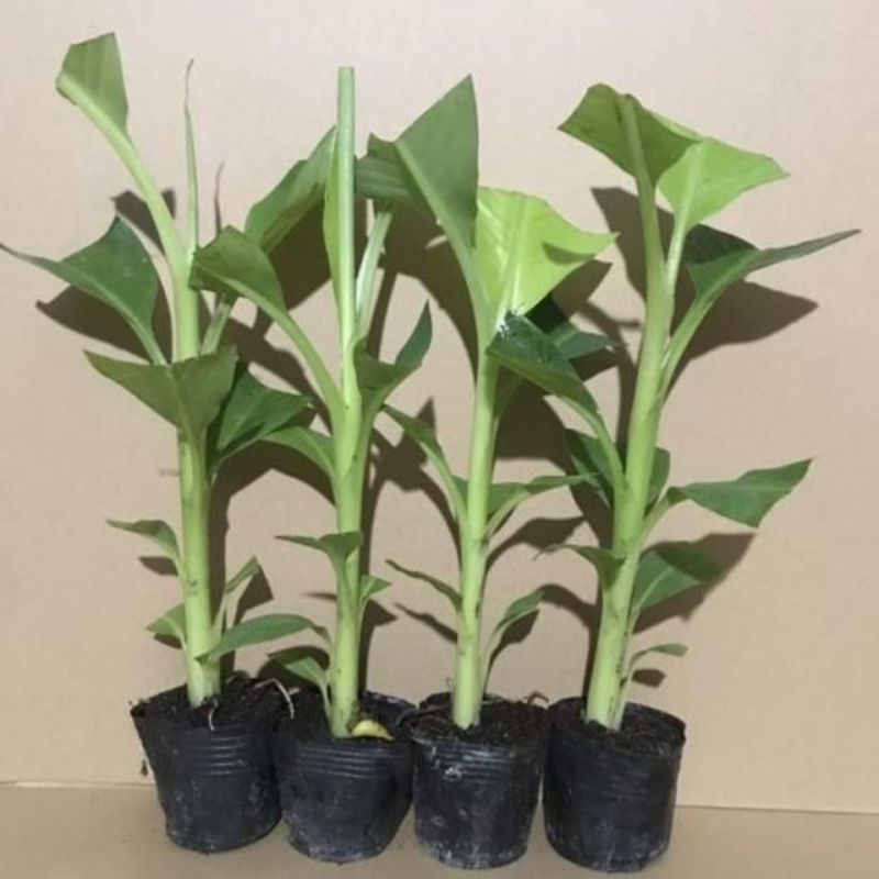 香蕉苗树苗矮化蕉皇帝蕉粉蕉红香蕉苗四季当年结果