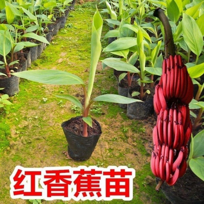 香蕉苗树苗矮化蕉皇帝蕉粉蕉红香蕉苗四季当年结果