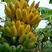 香蕉苗树苗矮化蕉皇帝蕉粉蕉红香蕉苗四季当年结果