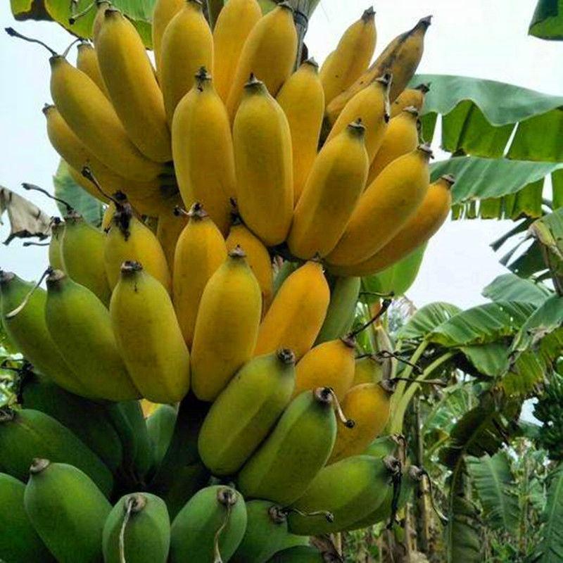 香蕉苗树苗矮化蕉皇帝蕉粉蕉红香蕉苗四季当年结果