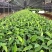 香蕉苗树苗矮化蕉皇帝蕉粉蕉红香蕉苗四季当年结果