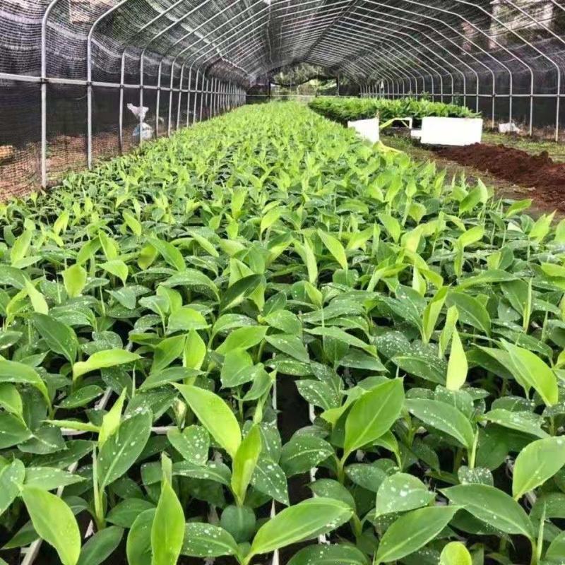 香蕉苗树苗矮化蕉皇帝蕉粉蕉红香蕉苗四季当年结果