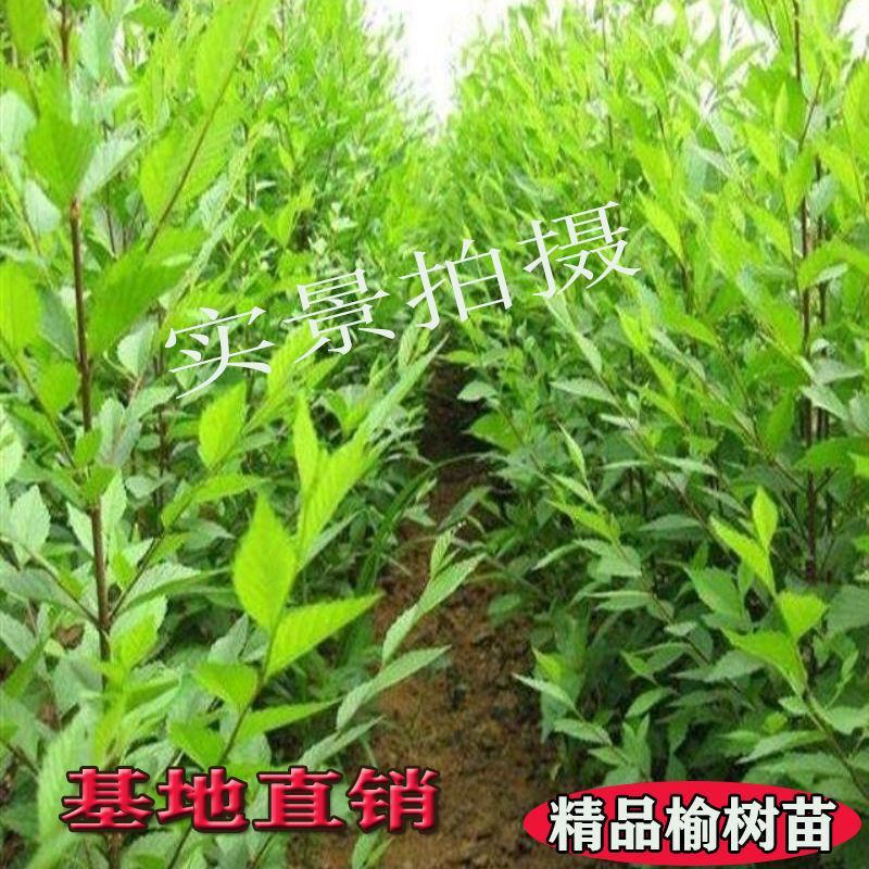 河北邢台《榆树苗》21年新货榆树苗盆景白榆家榆榆钱树