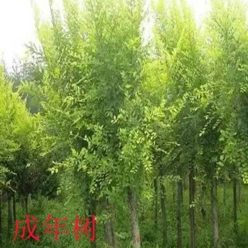 河北邢台《榆树苗》21年新货榆树苗盆景白榆家榆榆钱树