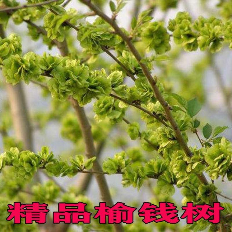 河北邢台《榆树苗》21年新货榆树苗盆景白榆家榆榆钱树