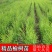 河北邢台《榆树苗》21年新货榆树苗盆景白榆家榆榆钱树