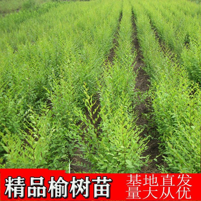河北邢台《榆树苗》21年新货榆树苗盆景白榆家榆榆钱树