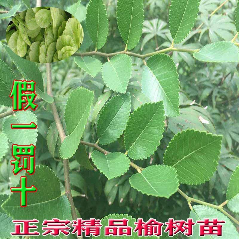 河北邢台《榆树苗》21年新货榆树苗盆景白榆家榆榆钱树