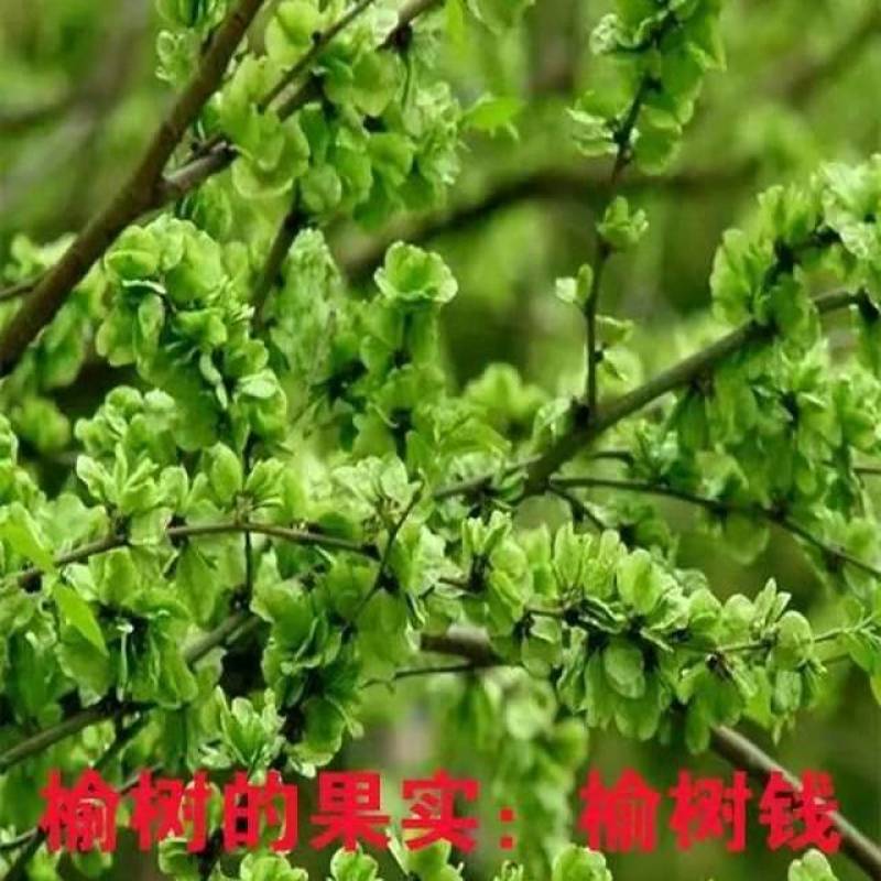 河北邢台《榆树苗》21年新货榆树苗盆景白榆家榆榆钱树