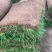 四季青，早熟禾，高羊茅，草坪草，四季青，万亩基地直供