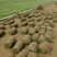 四季青，早熟禾，高羊茅，草坪草，四季青，万亩基地直供