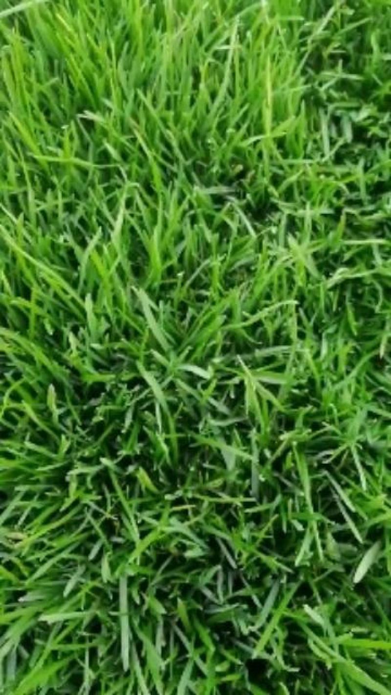 四季青，早熟禾，高羊茅，草坪草，四季青，万亩基地直供
