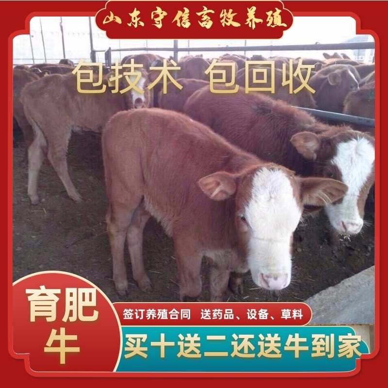 山东育肥牛包成活技术免费运输到家买10头送2头
