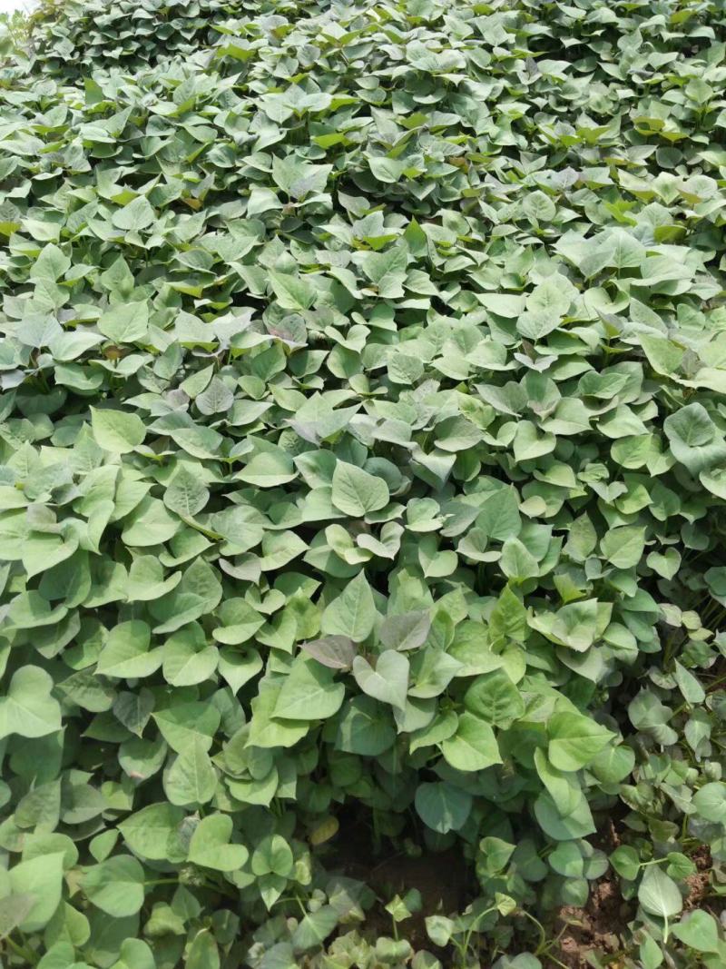板栗薯红薯苗糖稀蜜薯苗，西瓜蜜榴莲蜜薯白哈密