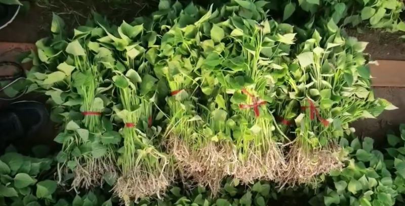 红薯苗西瓜蜜红薯苗白哈密日本红瑶榴莲蜜