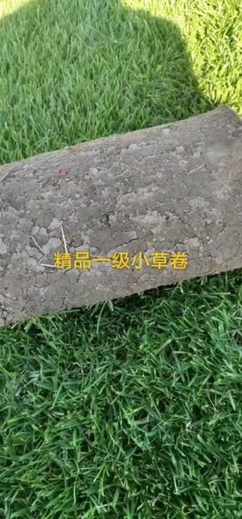 草坪草，早熟禾，高羊茅，草坪草，四季青，万亩基地直供