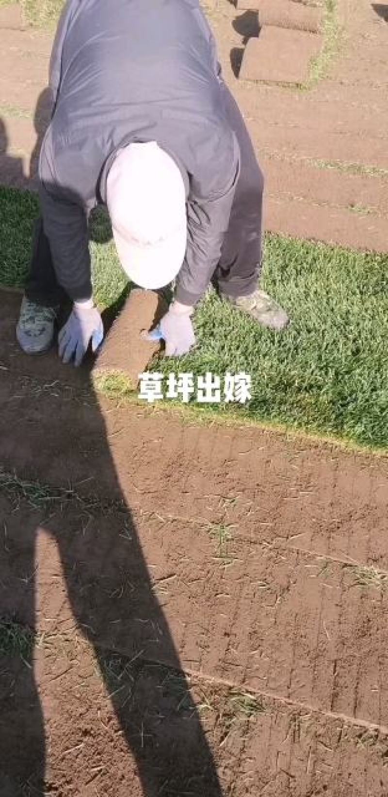 草坪草，早熟禾，高羊茅，草坪草，四季青，万亩基地直供