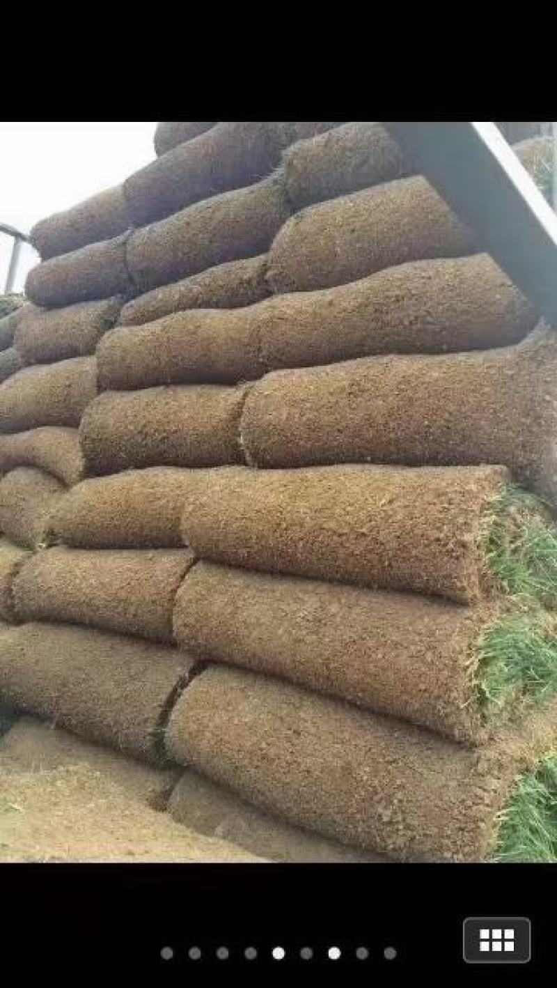草坪草，早熟禾，高羊茅，草坪草，四季青，万亩基地直供