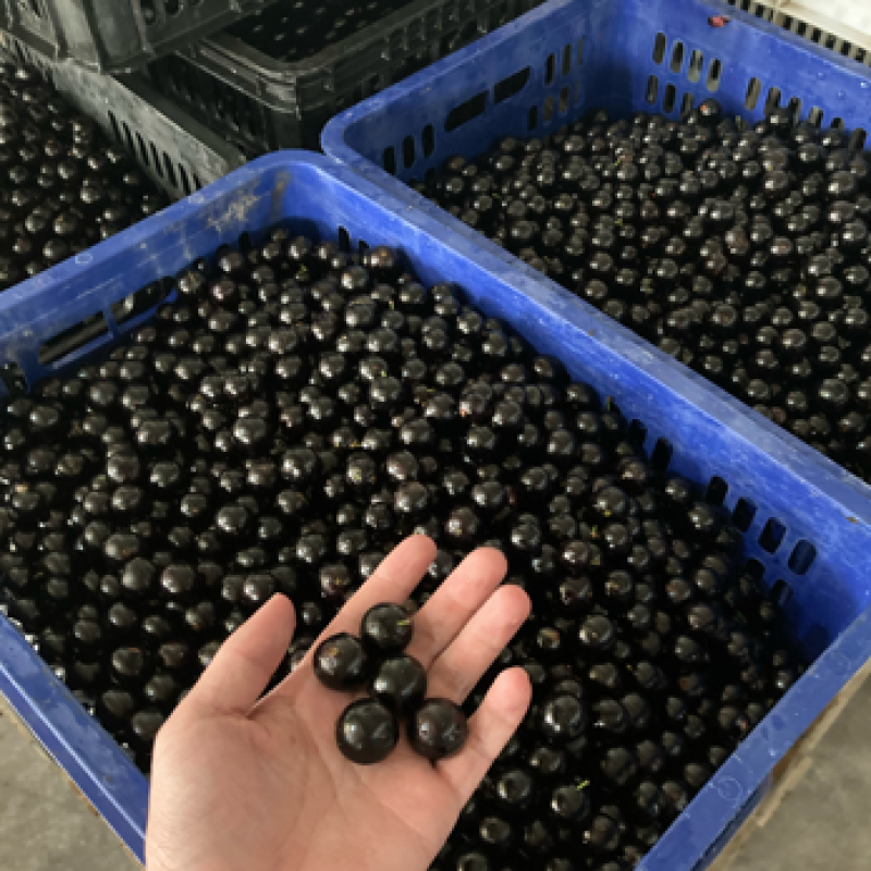 千亩嘉宝果（树葡萄）基地诚邀社区/电商/批发/零售/对接