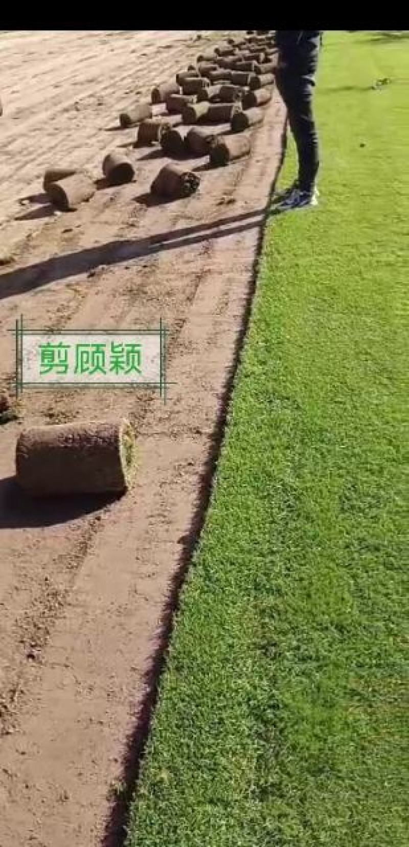 高羊茅，早熟禾，四季青，混播草坪，剪顾颖