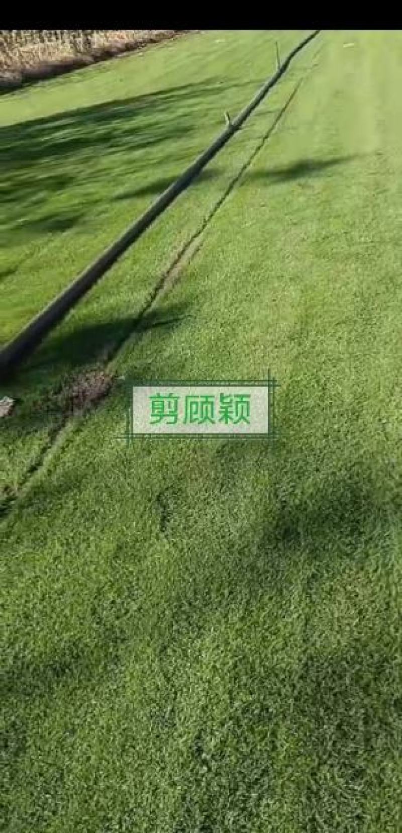 高羊茅，早熟禾，四季青，混播草坪，剪顾颖