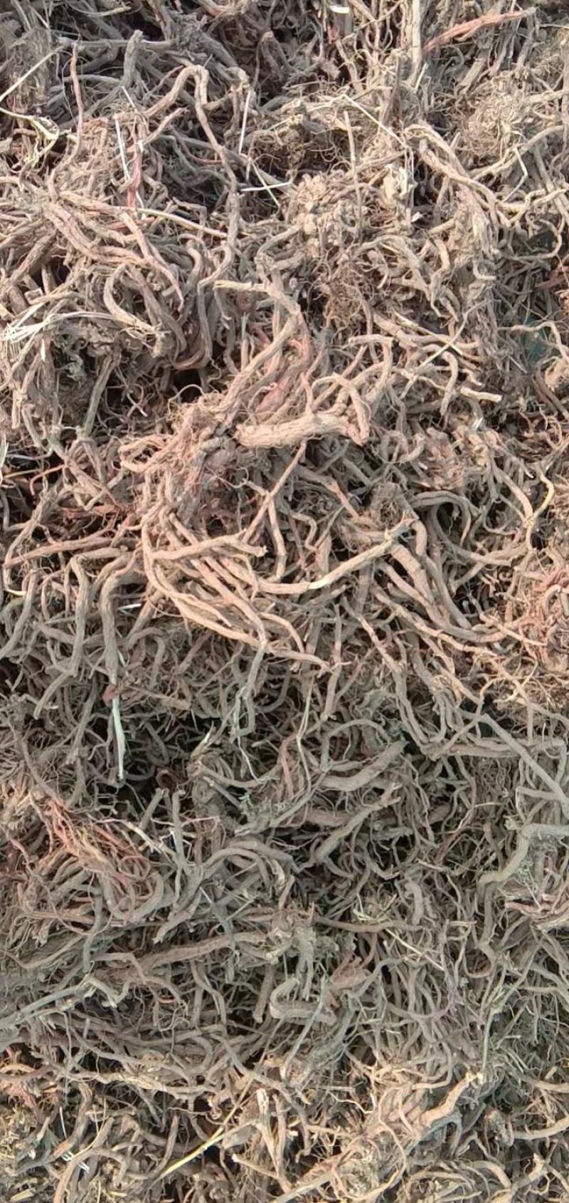 丹参，常年经营丹参个，各种规格都有，山东产地