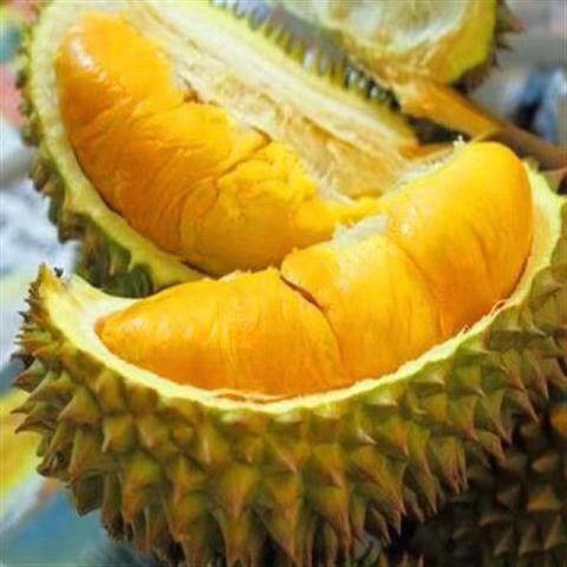 榴莲树苗四季泰国金枕头猫山王榴莲苗盆栽地栽南北方种植