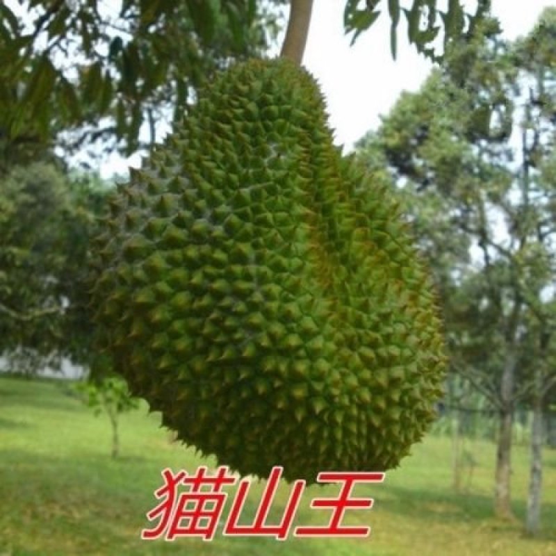 榴莲树苗四季泰国金枕头猫山王榴莲苗盆栽地栽南北方种植